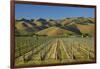 Vineyard and Wither Hills, Near Blenheim, Marlborough, South Island, New Zealand-David Wall-Framed Photographic Print