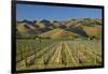 Vineyard and Wither Hills, Near Blenheim, Marlborough, South Island, New Zealand-David Wall-Framed Photographic Print