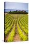 Vineyard at a Winery Near Noto, South East Sicily, Italy, Europe-Matthew Williams-Ellis-Stretched Canvas