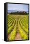 Vineyard at a Winery Near Noto, South East Sicily, Italy, Europe-Matthew Williams-Ellis-Framed Stretched Canvas