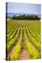 Vineyard at a Winery Near Noto, South East Sicily, Italy, Europe-Matthew Williams-Ellis-Stretched Canvas