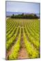 Vineyard at a Winery Near Noto, South East Sicily, Italy, Europe-Matthew Williams-Ellis-Mounted Photographic Print