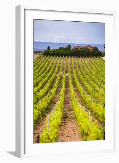 Vineyard at a Winery Near Noto, South East Sicily, Italy, Europe-Matthew Williams-Ellis-Framed Photographic Print