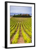 Vineyard at a Winery Near Noto, South East Sicily, Italy, Europe-Matthew Williams-Ellis-Framed Photographic Print