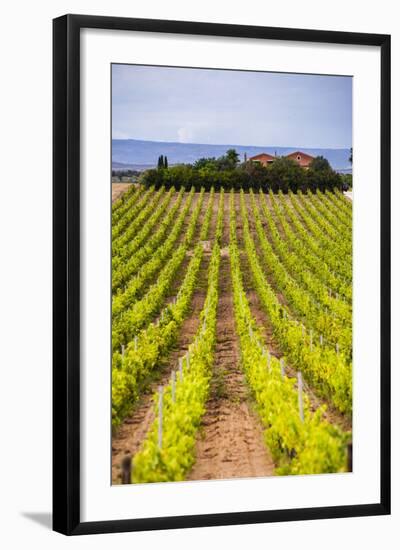 Vineyard at a Winery Near Noto, South East Sicily, Italy, Europe-Matthew Williams-Ellis-Framed Photographic Print