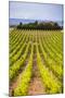 Vineyard at a Winery Near Noto, South East Sicily, Italy, Europe-Matthew Williams-Ellis-Mounted Photographic Print