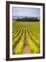 Vineyard at a Winery Near Noto, South East Sicily, Italy, Europe-Matthew Williams-Ellis-Framed Photographic Print