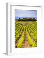 Vineyard at a Winery Near Noto, South East Sicily, Italy, Europe-Matthew Williams-Ellis-Framed Photographic Print