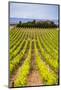 Vineyard at a Winery Near Noto, South East Sicily, Italy, Europe-Matthew Williams-Ellis-Mounted Photographic Print