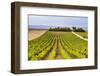 Vineyard at a Winery Near Noto, South East Sicily, Italy, Europe-Matthew Williams-Ellis-Framed Photographic Print