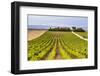 Vineyard at a Winery Near Noto, South East Sicily, Italy, Europe-Matthew Williams-Ellis-Framed Photographic Print