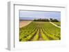 Vineyard at a Winery Near Noto, South East Sicily, Italy, Europe-Matthew Williams-Ellis-Framed Photographic Print