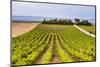 Vineyard at a Winery Near Noto, South East Sicily, Italy, Europe-Matthew Williams-Ellis-Mounted Photographic Print