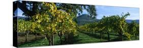 Vineyard at Chateau St. Jean Winery, Kenwood, Sonoma County, California, USA-null-Stretched Canvas