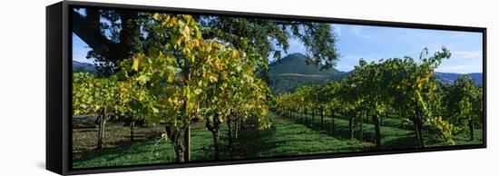 Vineyard at Chateau St. Jean Winery, Kenwood, Sonoma County, California, USA-null-Framed Stretched Canvas