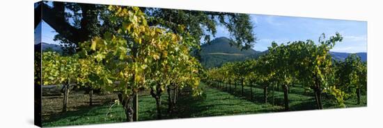 Vineyard at Chateau St. Jean Winery, Kenwood, Sonoma County, California, USA-null-Stretched Canvas