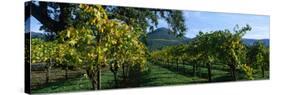 Vineyard at Chateau St. Jean Winery, Kenwood, Sonoma County, California, USA-null-Stretched Canvas