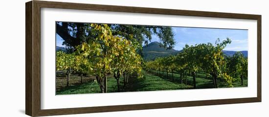 Vineyard at Chateau St. Jean Winery, Kenwood, Sonoma County, California, USA-null-Framed Photographic Print