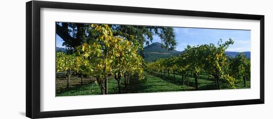 Vineyard at Chateau St. Jean Winery, Kenwood, Sonoma County, California, USA-null-Framed Photographic Print