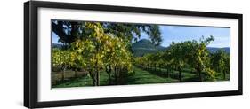 Vineyard at Chateau St. Jean Winery, Kenwood, Sonoma County, California, USA-null-Framed Photographic Print