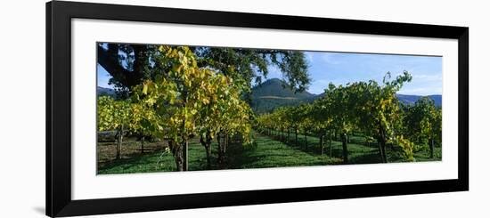 Vineyard at Chateau St. Jean Winery, Kenwood, Sonoma County, California, USA-null-Framed Photographic Print