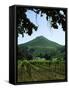 Vineyard at Chateau St. Jean Winery, Kenwood, Sonoma County, California, USA-null-Framed Stretched Canvas