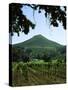 Vineyard at Chateau St. Jean Winery, Kenwood, Sonoma County, California, USA-null-Stretched Canvas