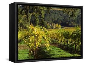 Vineyard at Chateau St. Jean Winery, Kenwood, Sonoma County, California, USA-null-Framed Stretched Canvas