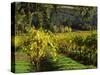 Vineyard at Chateau St. Jean Winery, Kenwood, Sonoma County, California, USA-null-Stretched Canvas