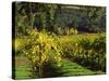 Vineyard at Chateau St. Jean Winery, Kenwood, Sonoma County, California, USA-null-Stretched Canvas