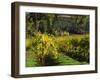 Vineyard at Chateau St. Jean Winery, Kenwood, Sonoma County, California, USA-null-Framed Photographic Print