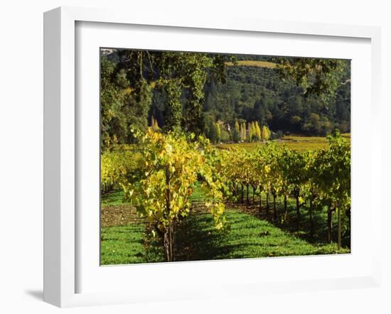 Vineyard at Chateau St. Jean Winery, Kenwood, Sonoma County, California, USA-null-Framed Photographic Print