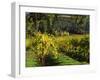 Vineyard at Chateau St. Jean Winery, Kenwood, Sonoma County, California, USA-null-Framed Photographic Print