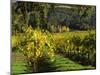 Vineyard at Chateau St. Jean Winery, Kenwood, Sonoma County, California, USA-null-Mounted Photographic Print