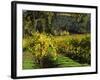 Vineyard at Chateau St. Jean Winery, Kenwood, Sonoma County, California, USA-null-Framed Photographic Print