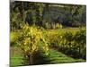 Vineyard at Chateau St. Jean Winery, Kenwood, Sonoma County, California, USA-null-Mounted Photographic Print