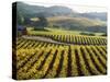 Vineyard at Domaine Carneros Winery, Sonoma Valley, California, USA-null-Stretched Canvas