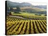 Vineyard at Domaine Carneros Winery, Sonoma Valley, California, USA-null-Stretched Canvas