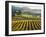 Vineyard at Domaine Carneros Winery, Sonoma Valley, California, USA-null-Framed Photographic Print