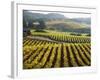 Vineyard at Domaine Carneros Winery, Sonoma Valley, California, USA-null-Framed Photographic Print