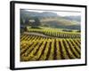 Vineyard at Domaine Carneros Winery, Sonoma Valley, California, USA-null-Framed Photographic Print