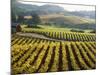 Vineyard at Domaine Carneros Winery, Sonoma Valley, California, USA-null-Mounted Photographic Print