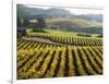 Vineyard at Domaine Carneros Winery, Sonoma Valley, California, USA-null-Framed Photographic Print