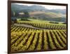 Vineyard at Domaine Carneros Winery, Sonoma Valley, California, USA-null-Framed Photographic Print