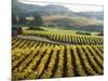 Vineyard at Domaine Carneros Winery, Sonoma Valley, California, USA-null-Mounted Photographic Print