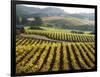 Vineyard at Domaine Carneros Winery, Sonoma Valley, California, USA-null-Framed Photographic Print