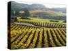 Vineyard at Domaine Carneros Winery, Sonoma Valley, California, USA-null-Stretched Canvas