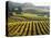 Vineyard at Domaine Carneros Winery, Sonoma Valley, California, USA-null-Stretched Canvas