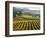 Vineyard at Domaine Carneros Winery, Sonoma Valley, California, USA-null-Framed Photographic Print