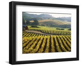 Vineyard at Domaine Carneros Winery, Sonoma Valley, California, USA-null-Framed Photographic Print